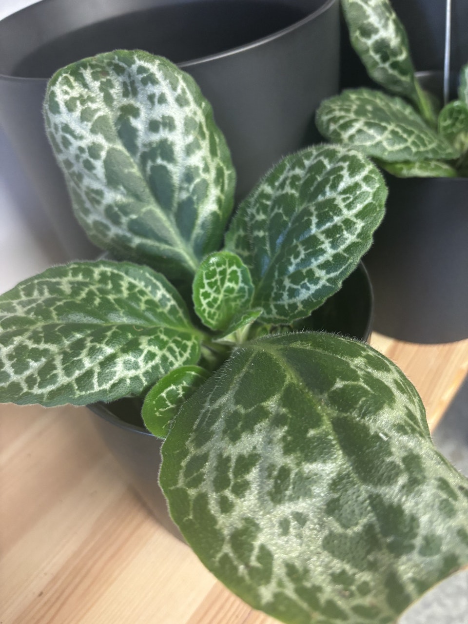 Streptocarpus 'pretty Turtle'