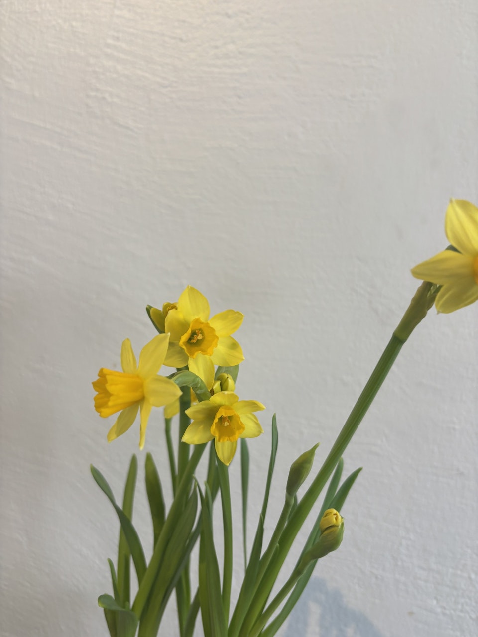 Tete a tete 12 Ø