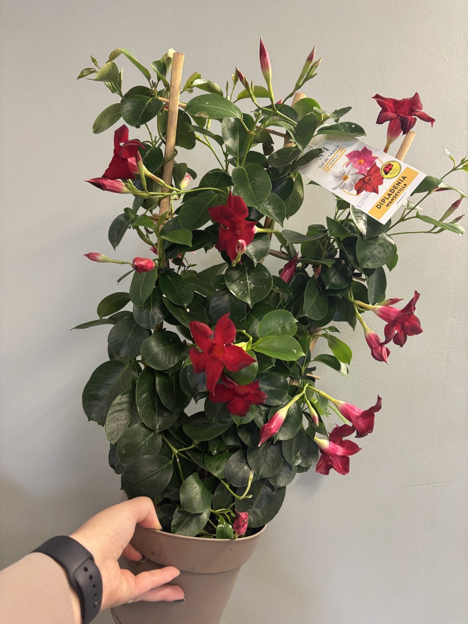 Dipladenia - röd