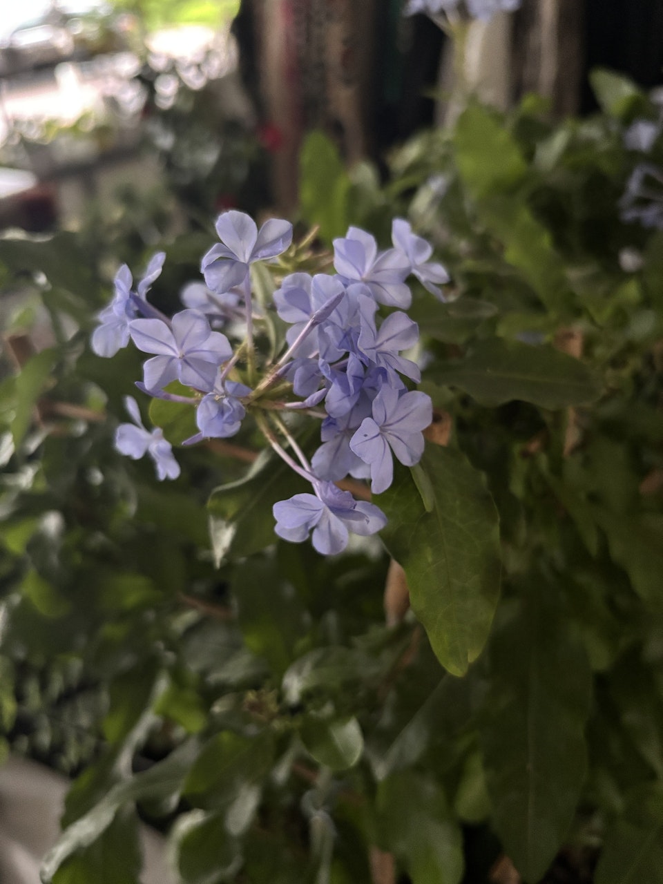 Blyblomma