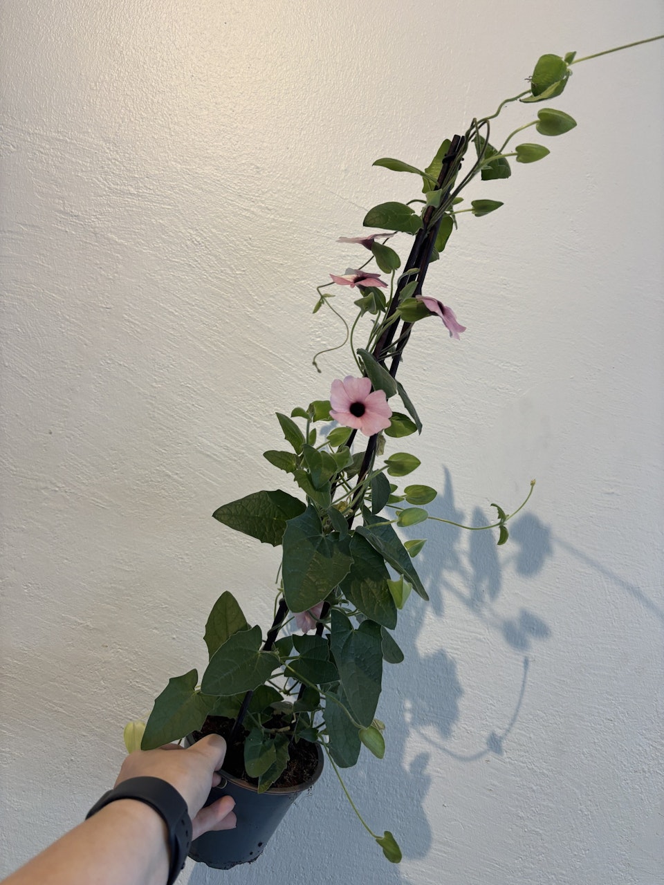 Svartöga - rosa
