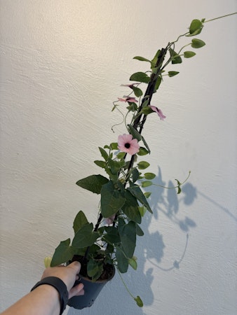 Svartöga - rosa