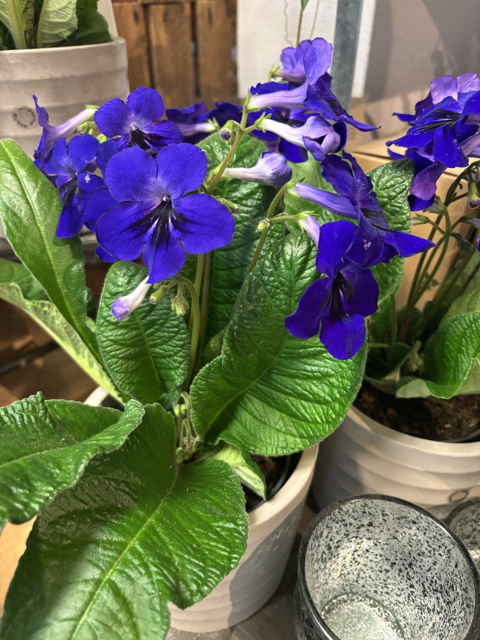 Streptocarpus/kornettblomma
