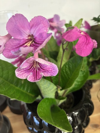 Streptocarpus/kornettblomma