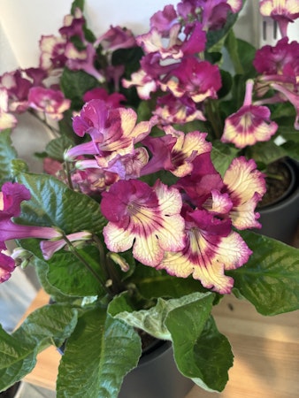 Streptocarpus/kornettblomma
