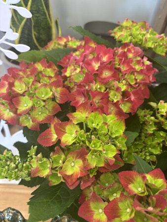 Hortensia - röd/lime