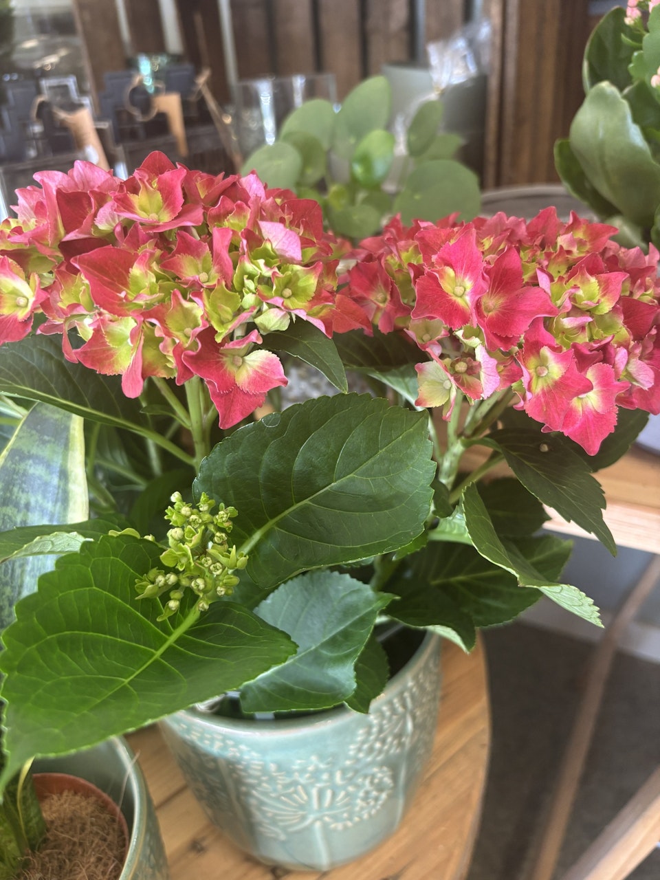 Hortensia - röd/lime