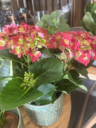 Hortensia - röd/lime
