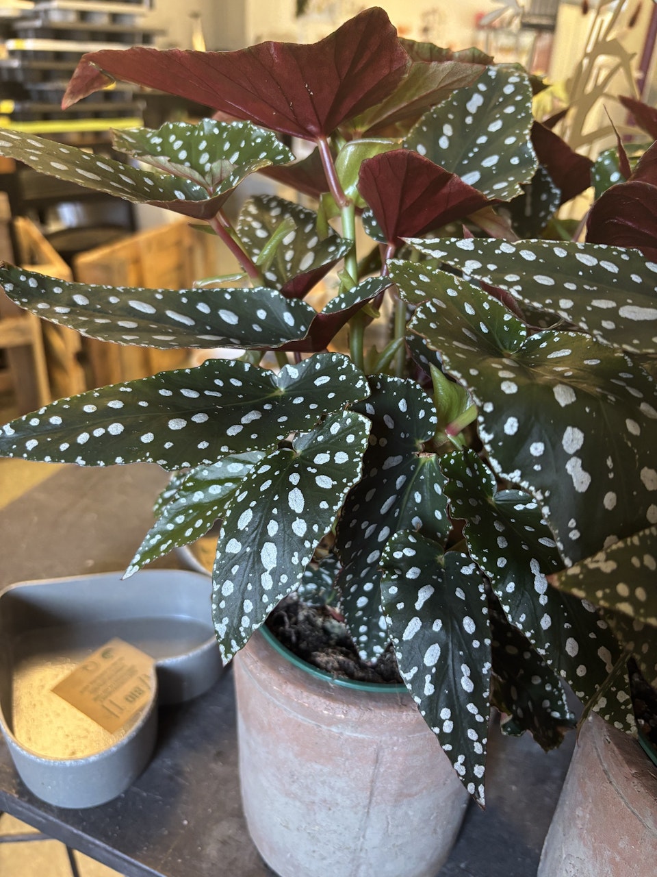 Bladbegonia - Spotlight Green