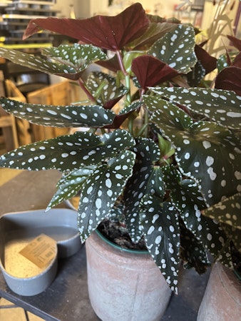 Bladbegonia - Spotlight Green