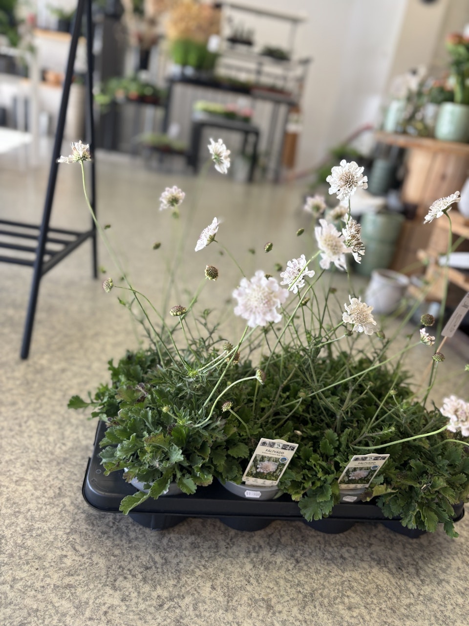 Fältvädd/Scabiosa