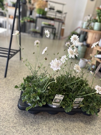 Fältvädd/Scabiosa