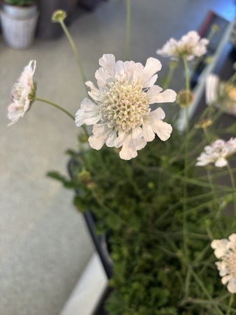 Fältvädd/Scabiosa