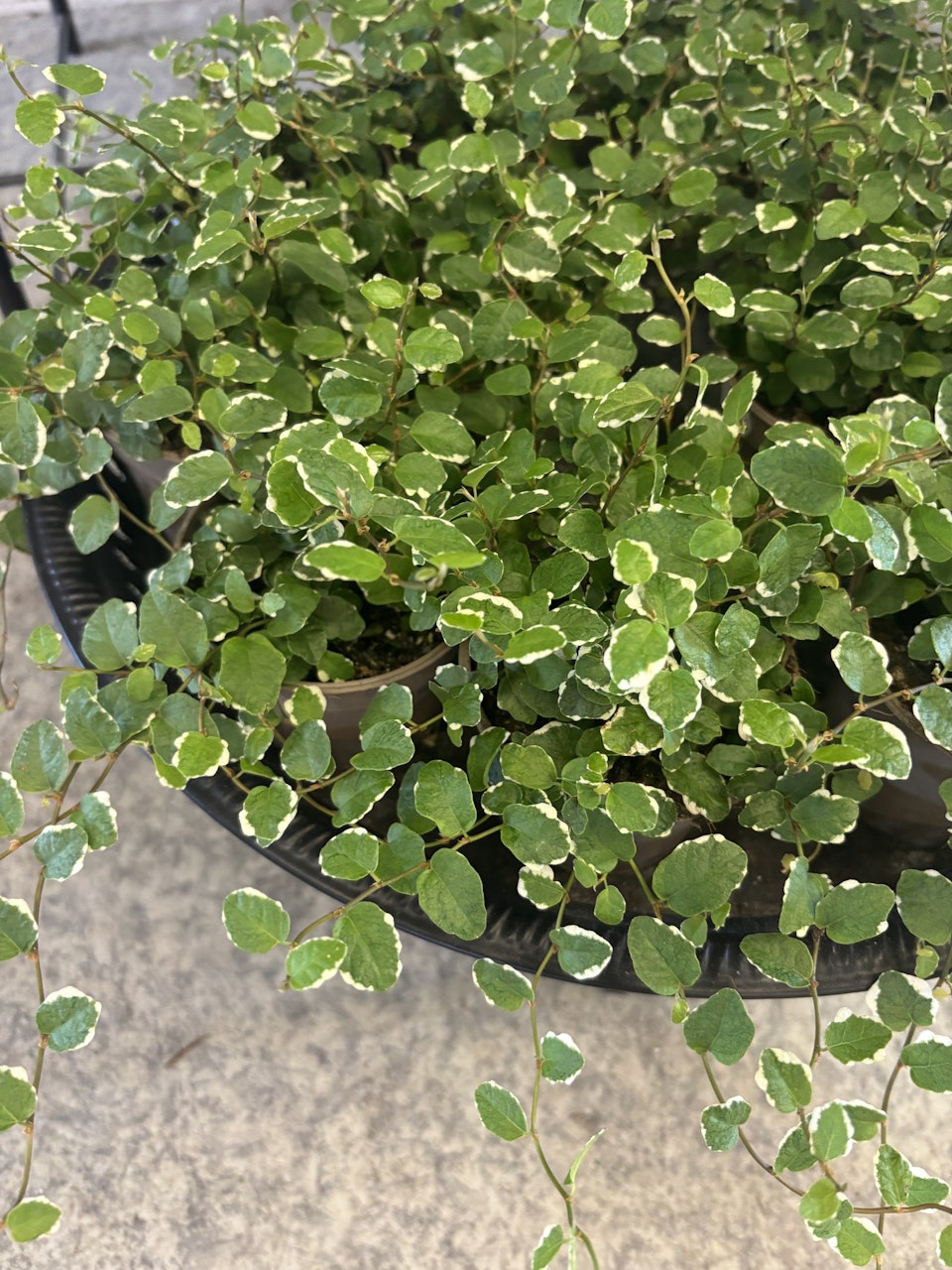 Fikus Pumila ¨White Sunny¨