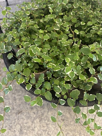 Fikus Pumila ¨White Sunny¨