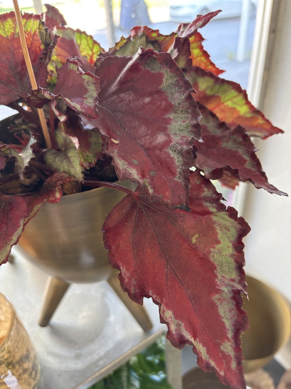 Rexbegonia - Spitfire