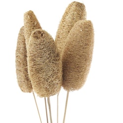 Flore Luffa 5-pack