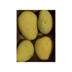 Fresh Badami (Banganapalli) Indian Mango 6 pcs (small)-Box