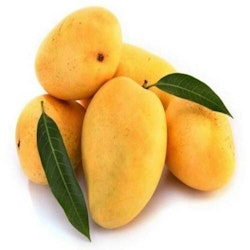 Fresh Alphonso Indian Mango - 6st - Box