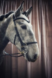 Masego Horsewear Odessa Bonita Multibridle inkl. Coffee Pannband