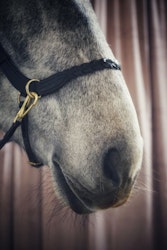 Masego Horsewear Odessa Bonita Multibridle inkl. Coffee Pannband