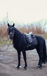 Masego Horsewear Onyx Satin Dressyrschabrak