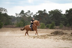 Imperial Riding Barbackapad med handtag