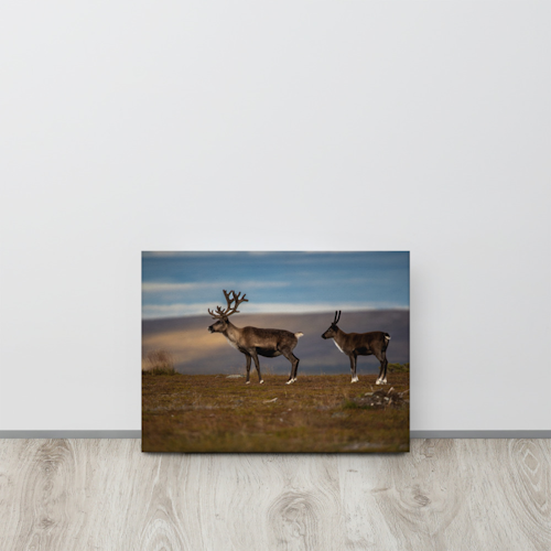 Thin canvas Renar