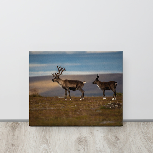 Thin canvas Renar
