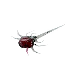 13 FISHING 32mm 6-pack