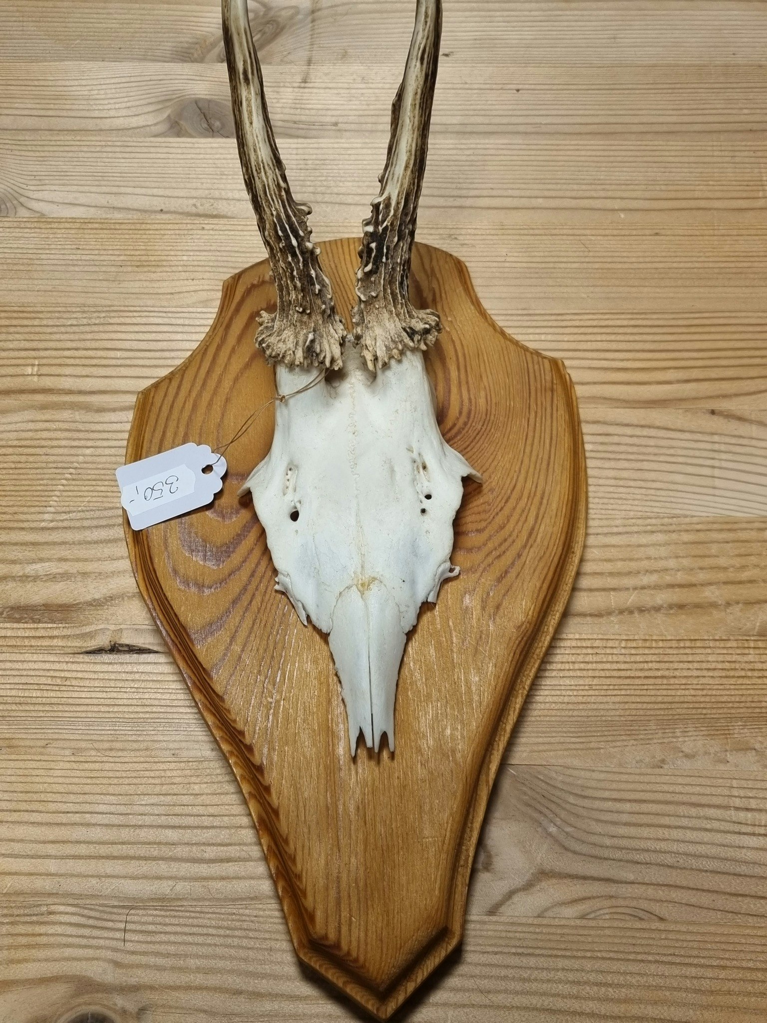 Gevir på plate