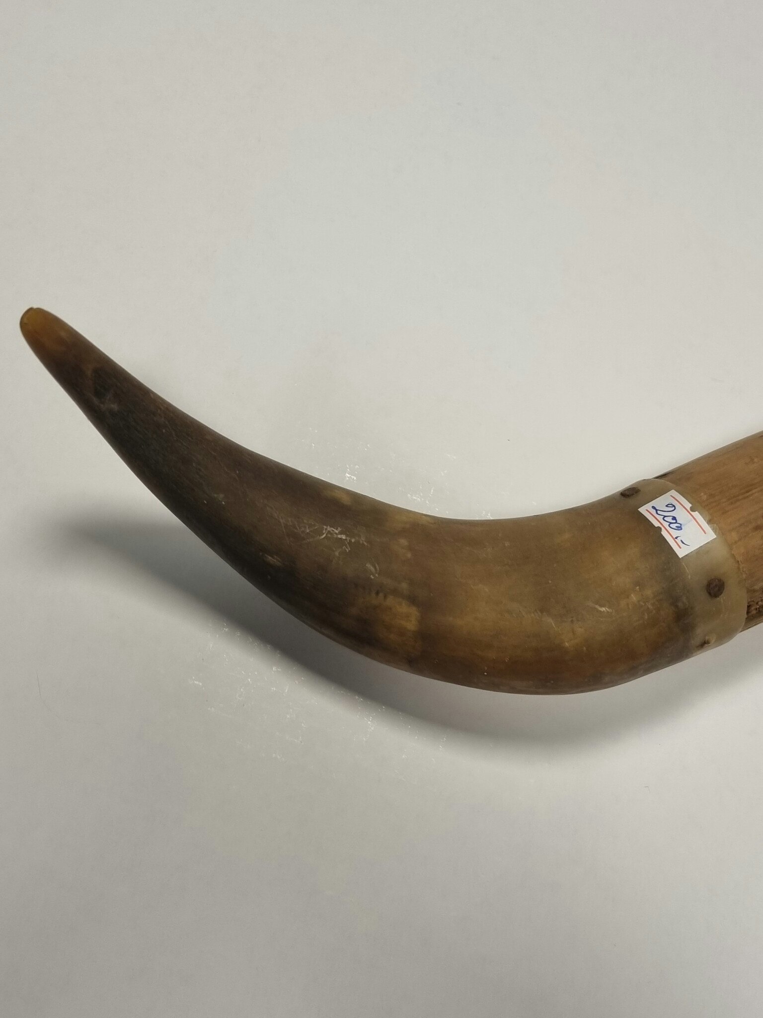 Horn