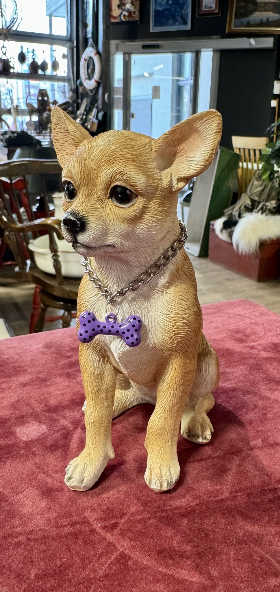Chihuahua