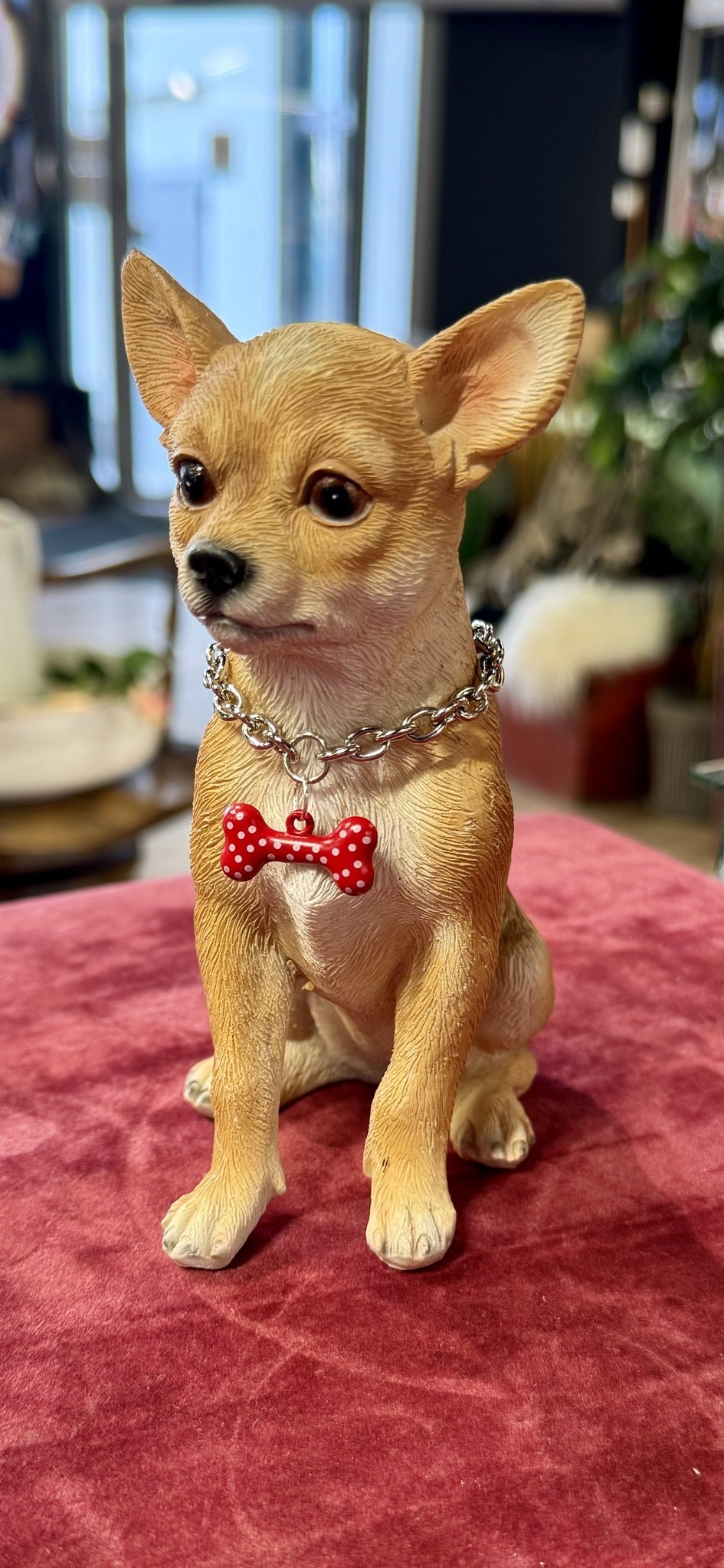 Chihuahua