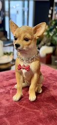 Chihuahua
