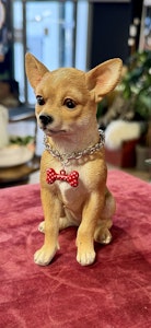 Chihuahua