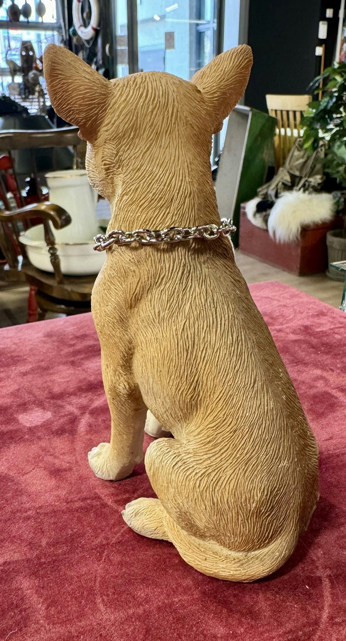 Chihuahua