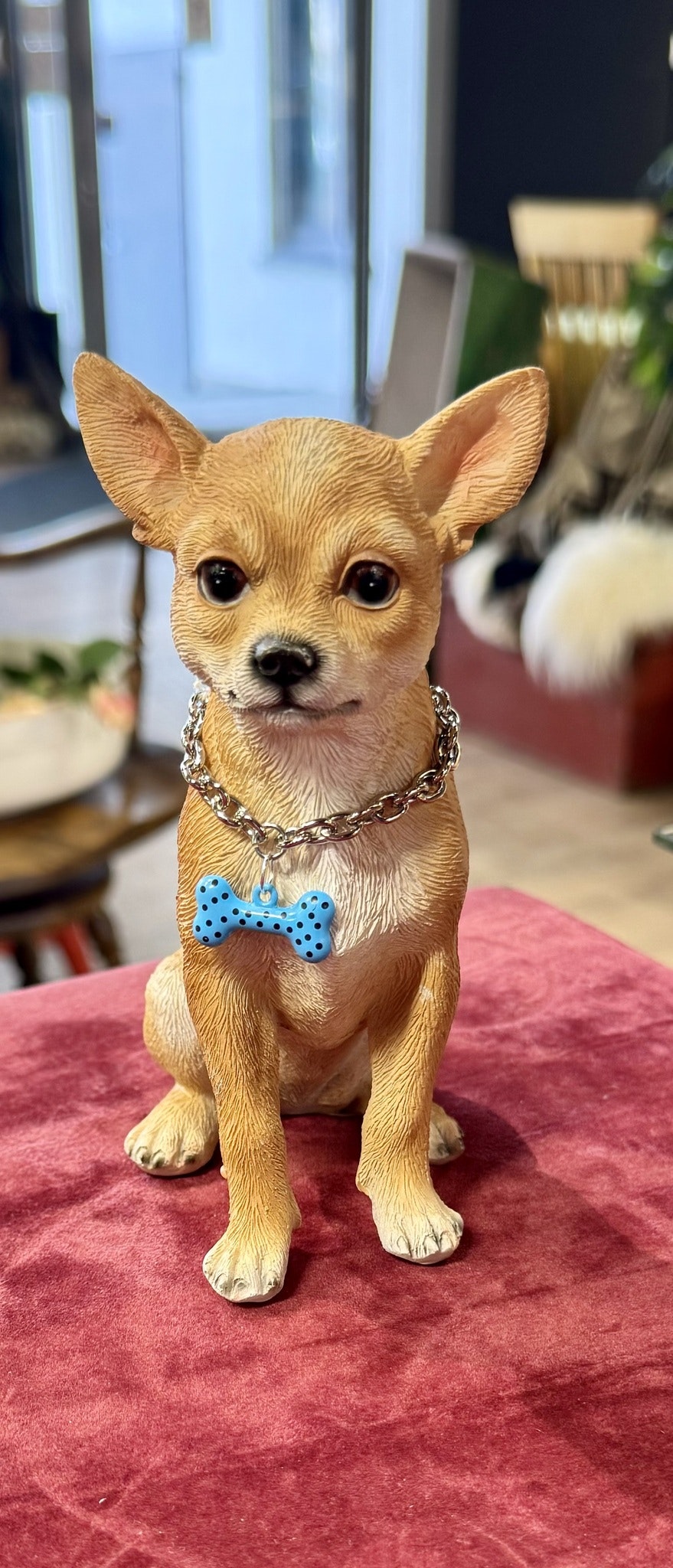 Chihuahua