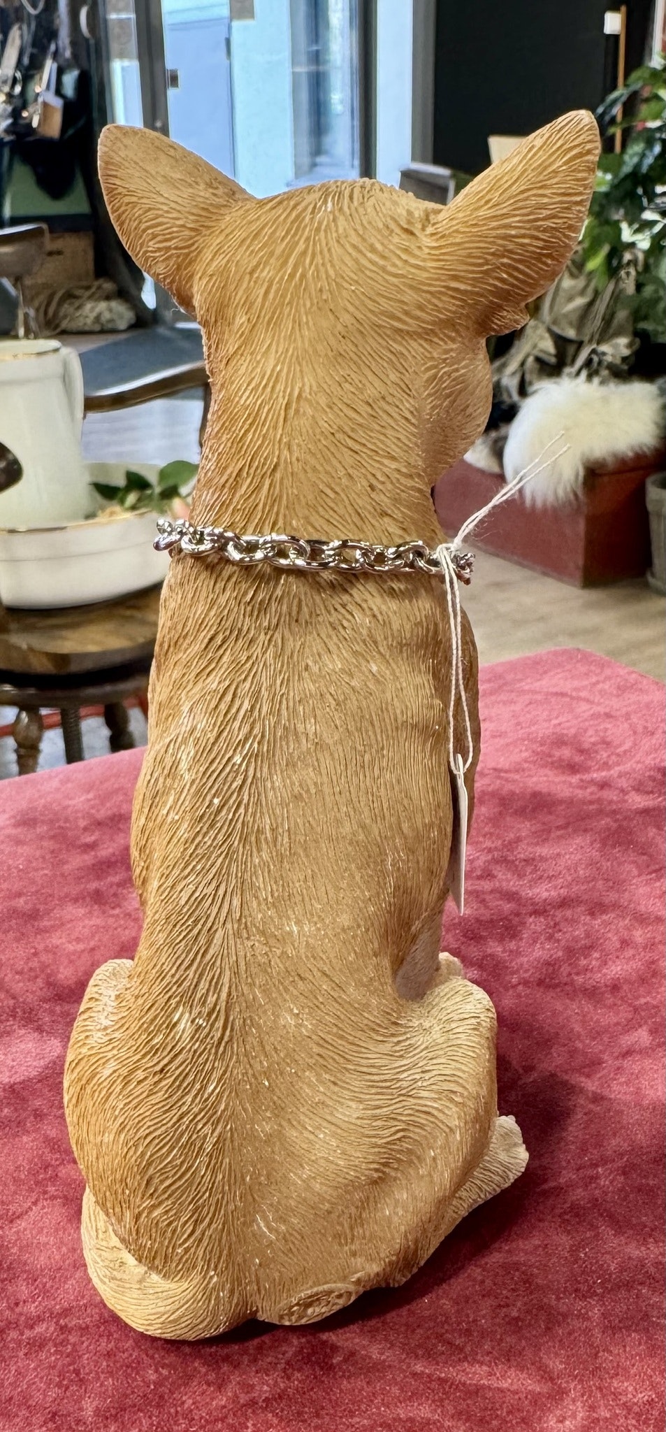 Chihuahua