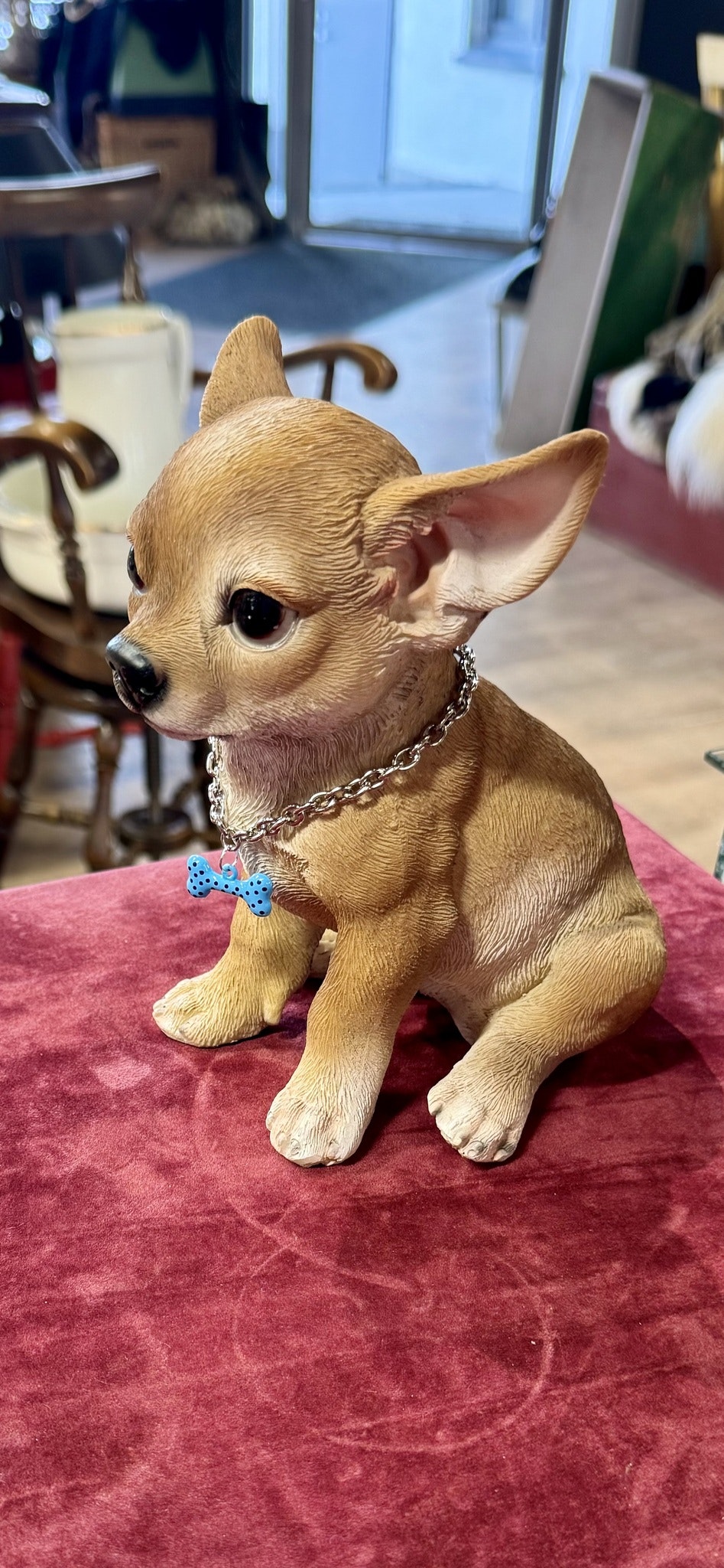 Chihuahua