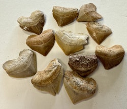 Squalicorax fossil Haitann
