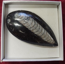Orthoceras Fossil