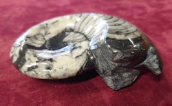 Ammonitt Fossil