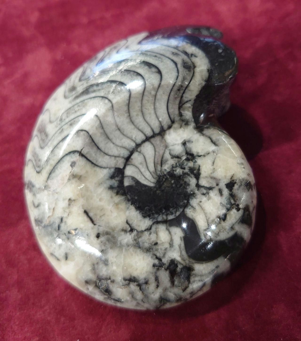 Ammonitt Fossil