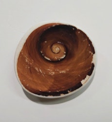 Gomti Chakra