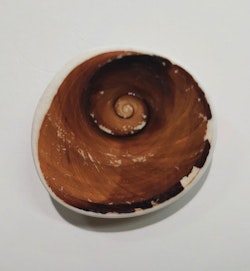 Gomti Chakra