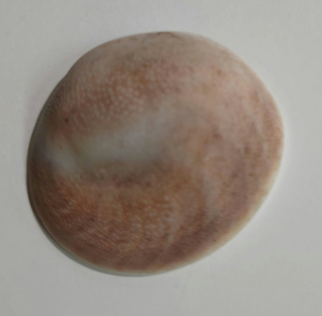 Gomti Chakra
