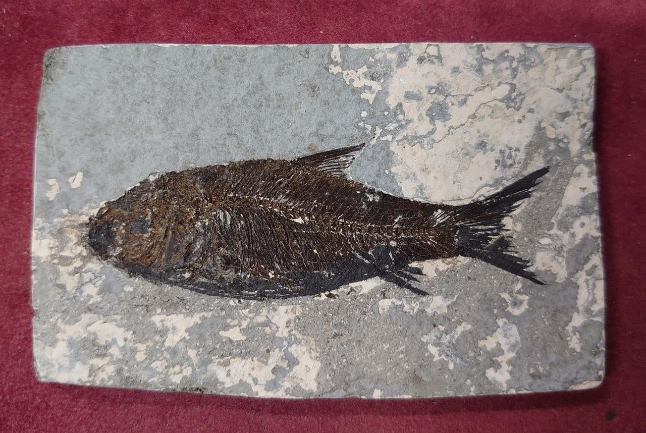Osteohilus sp. Fossil