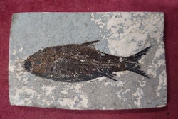 Osteohilus sp. Fossil