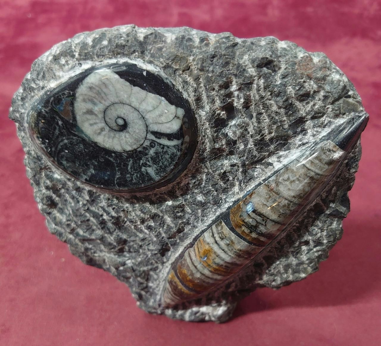 Ammonitt Fossil